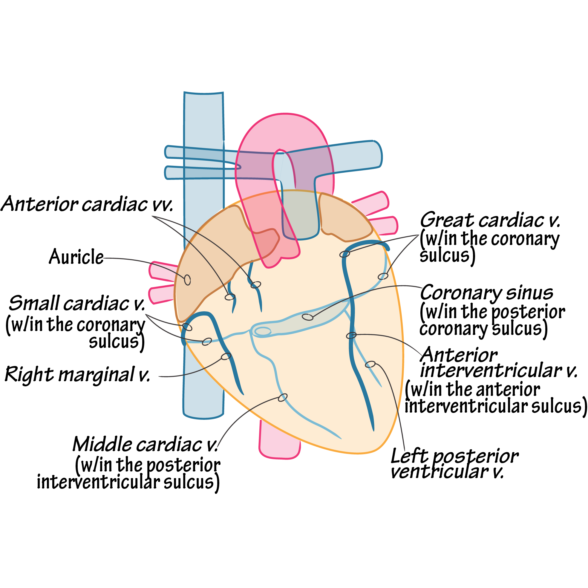 Heart - Cardiac Veins