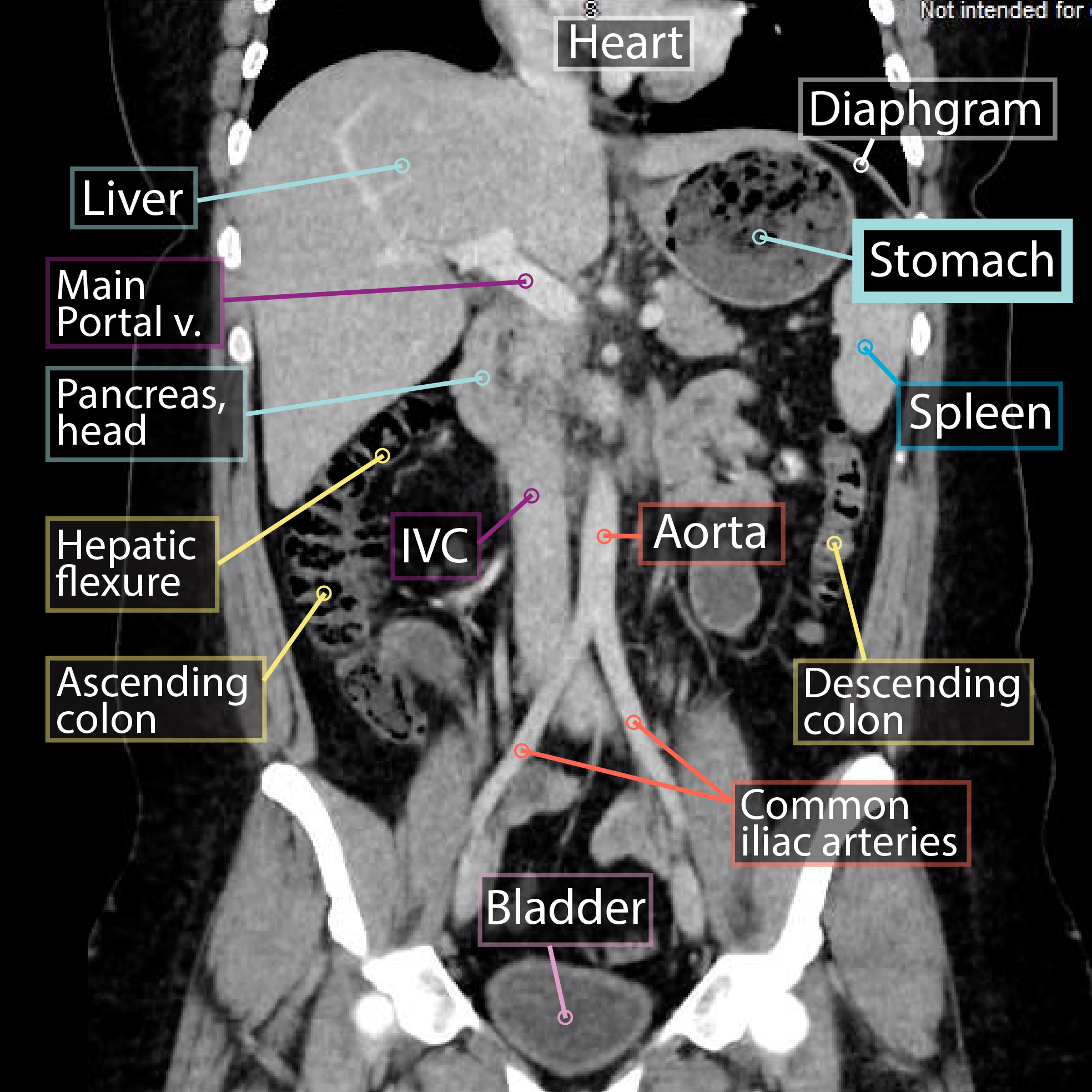 Stomach Imaging