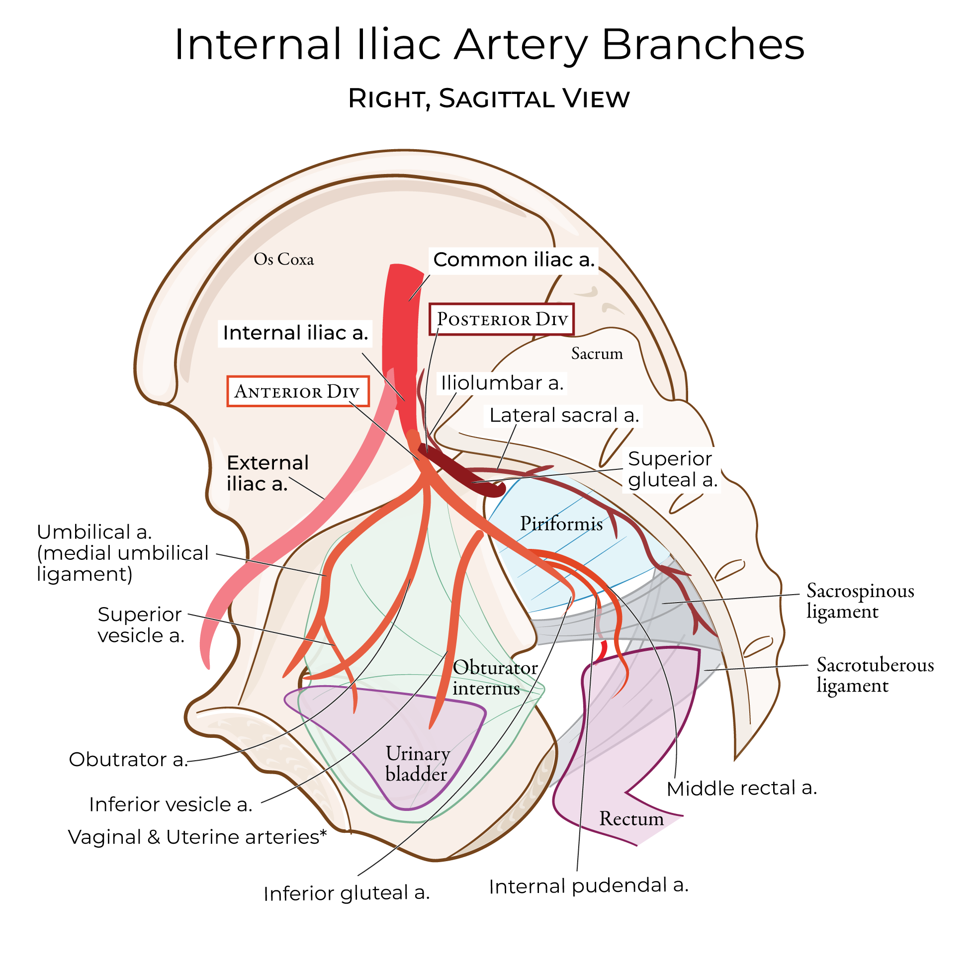 pelvic arteries, gluteal arteries, sacral arteries