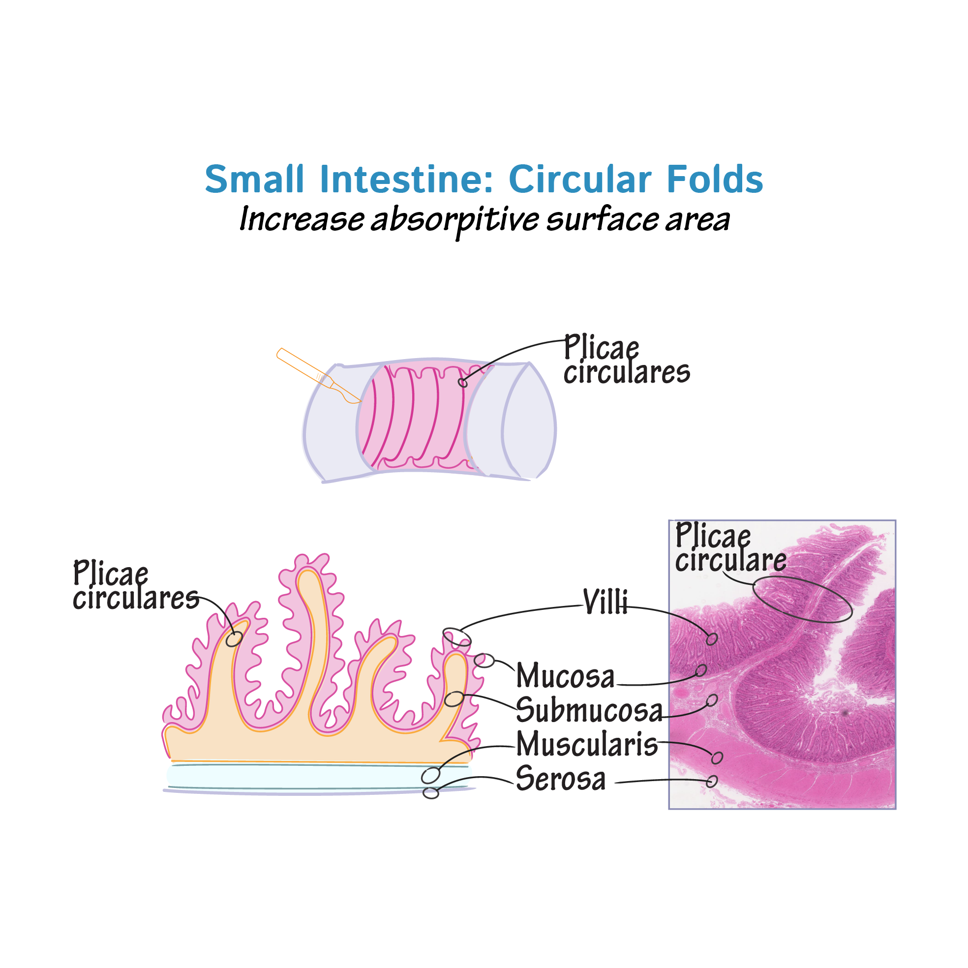 Plicae Circulares