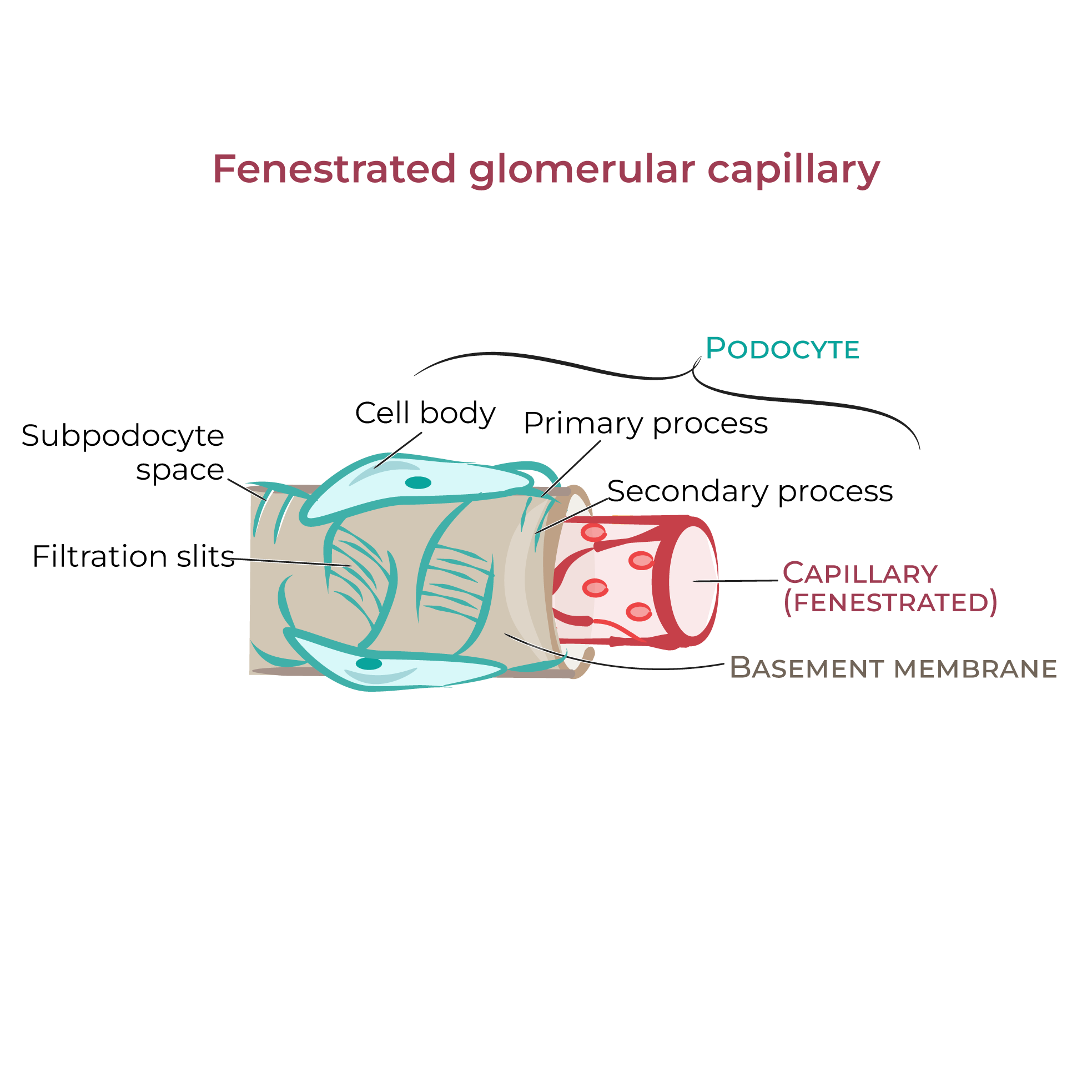 renalcorpuscle